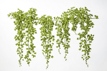 Hanging Green Ivy Vines on White Background