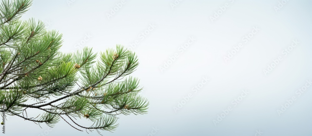 Poster Pine tree branch with copy space image.