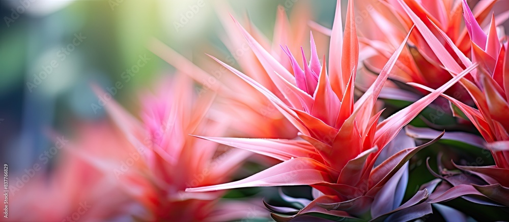 Aufkleber close-up photo featuring beautiful aechmea fasciata or bromeliads with copy space image.