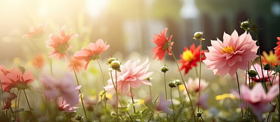 Blooming flowers of plants in the garden with a blank space for text or graphics to be added in the photo.