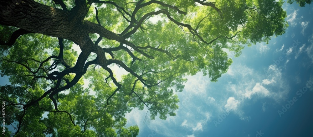 Poster Observing the tree from below can cause a sensation of dizziness, suitable for a copy space image.