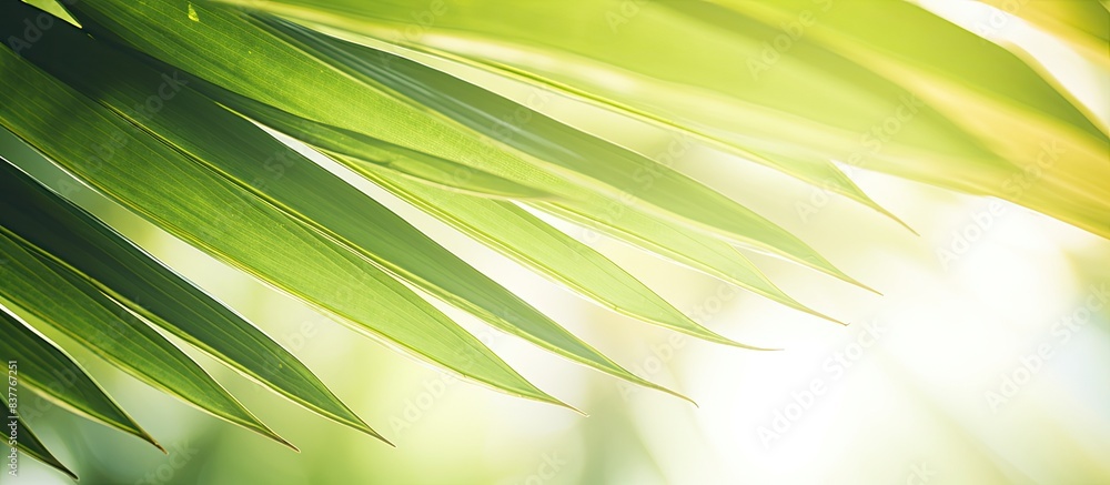 Poster a blurred image of a stunning green palm leaf on a tropical beach with sunlight filtering through, c
