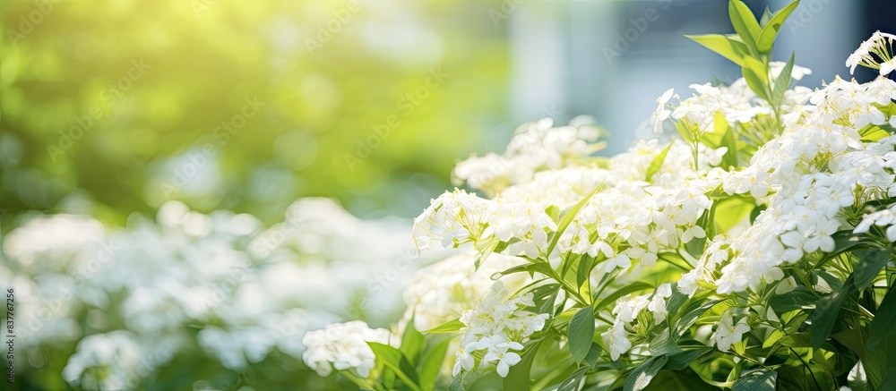 Poster blurred background showing wild white flower bushes with copy space image.