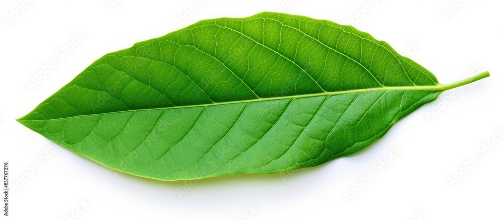 Poster Top view of a fresh green leaf with copy space image on a white background.