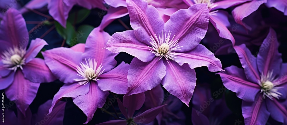 Poster close-up view of purple clematis flowers with textured abstract natural background, creating a beaut
