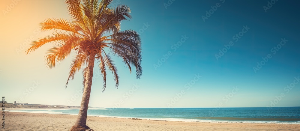 Poster A date palm tree on a sunny beach with a bright sun over the sea, creating a summery background for copy space image.