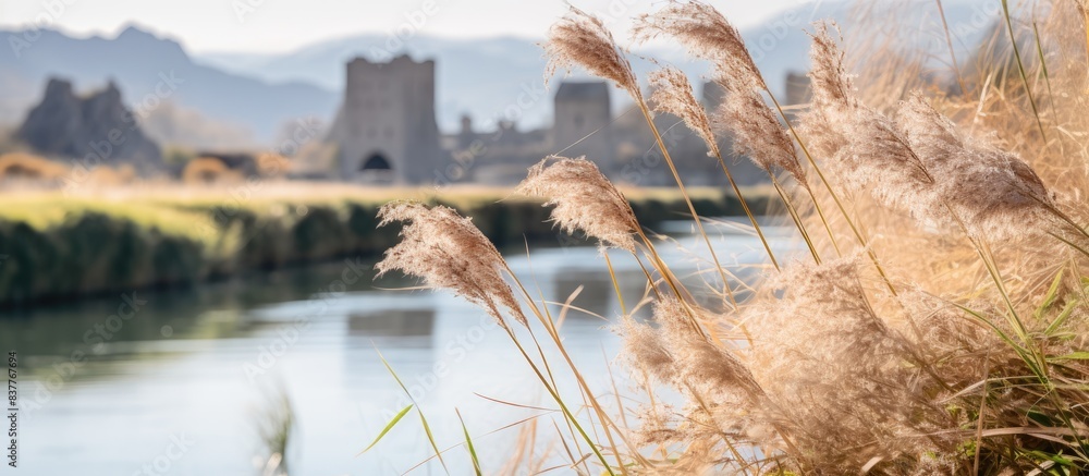 Poster close-up of river reed with an ancient castle in the mountains, a dried flower in the foreground, an