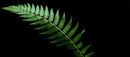 Detailed closeup of a solitary green fern leaf against a black backdrop, ideal as a nature-themed background or wallpaper, with ample copy space image.