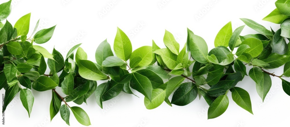 Poster a vibrant image of green leaves set against a clean white backdrop, with ample copy space for text o
