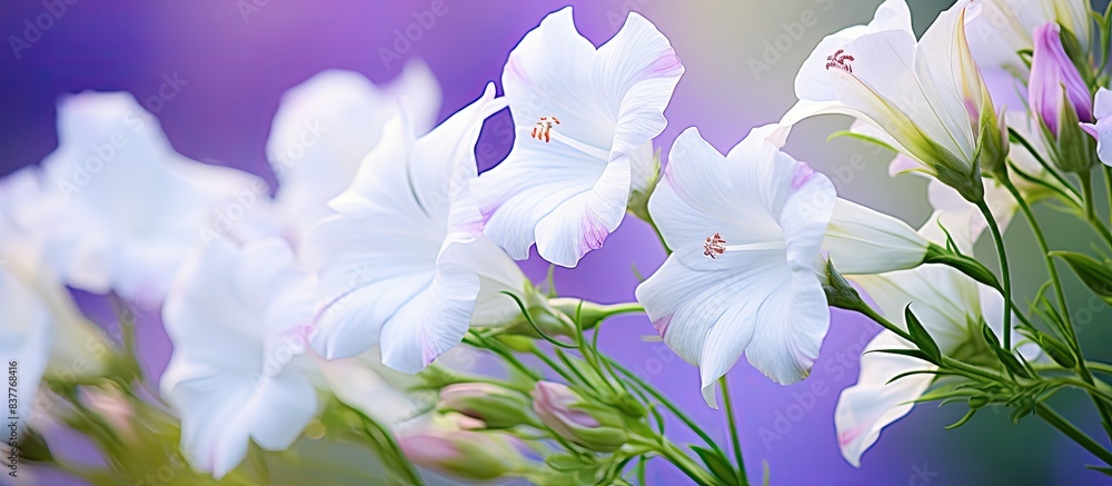 Poster Close-up of beautiful white and violet flowers with a green stem in a summer setting, with space for text or other elements in the image.