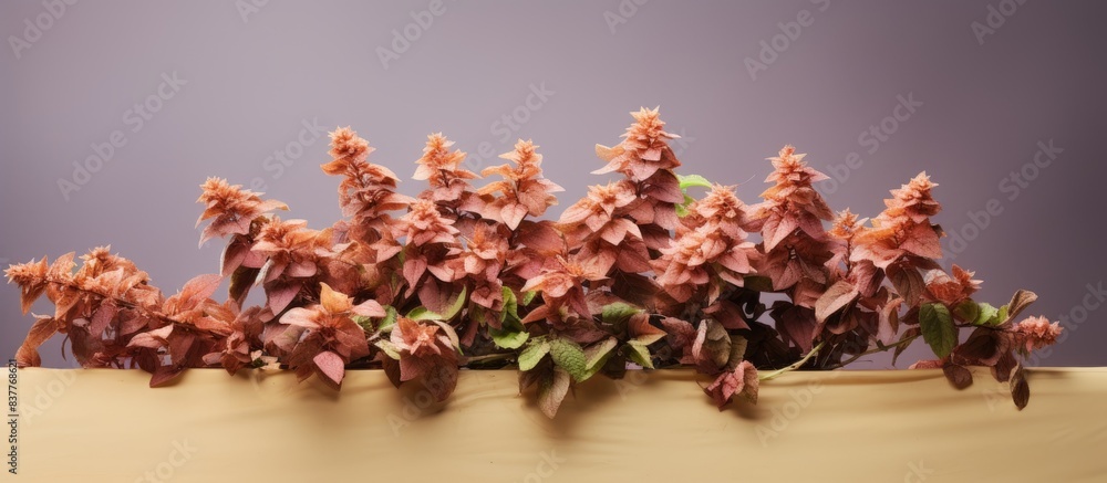 Poster upon blooming, basil flowers display a gradual withering and drying process, exhibiting a brown hue 