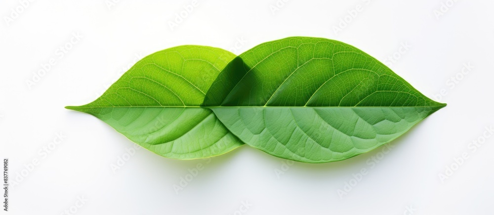 Aufkleber Top view of a fresh green leaf with copy space image on a white background.