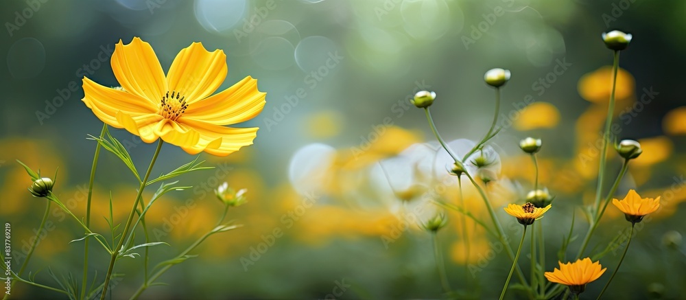 Poster yellow cosmos flower with a beautiful bloom in a tranquil garden setting, suitable for a copy space 