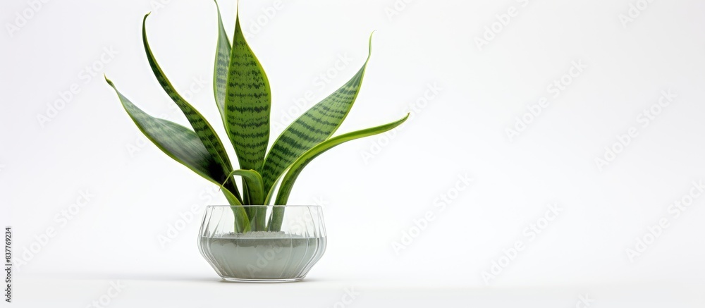 Aufkleber sansevieria rifasciata displayed on a white backdrop with copy space image available.