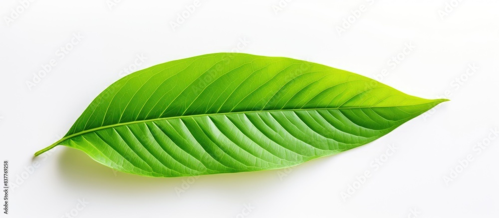 Poster vivid green leaf on a blank white backdrop with ample copy space image.