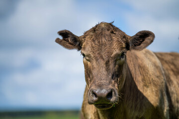 Beef cows and calves grazing on grass on a beef cattle farm in  Australia. breeds include murray...
