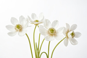 Fototapeta premium Delicate White Flowers on a White Background