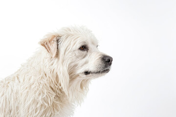 Fototapeta premium White Dog Looking to the Side