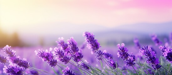 Fototapeta premium Nature's lavender purple flower delicately presents in a serene setting, creating an idyllic copy space image.