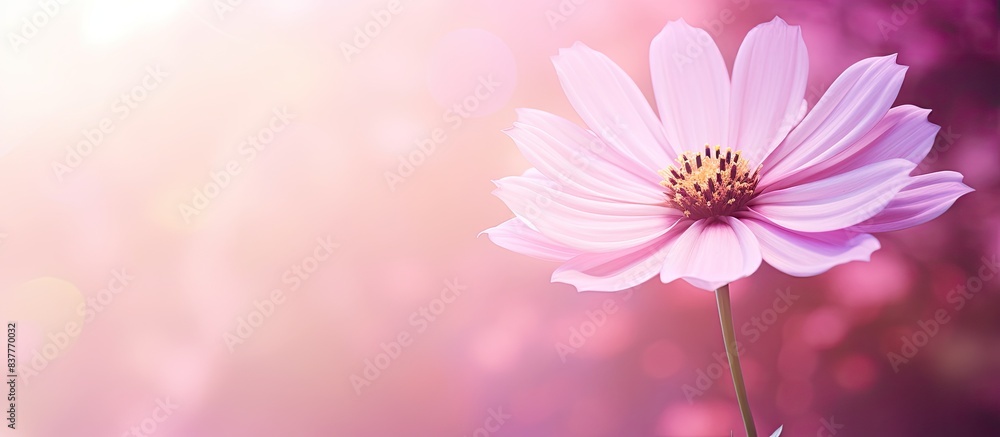 Poster pink flower in abstract background with copy space image, basking in lovely sunlight.