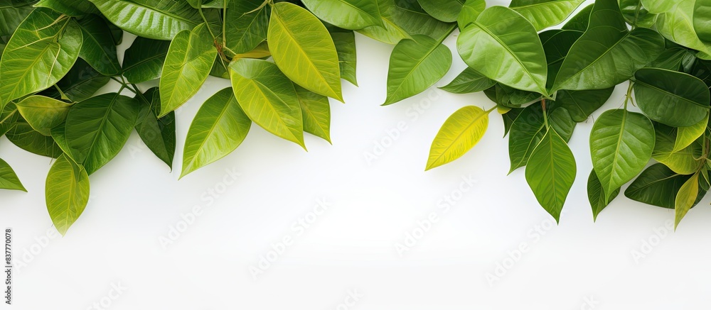 Poster a vibrant image of green leaves set against a clean white backdrop, with ample copy space for text o
