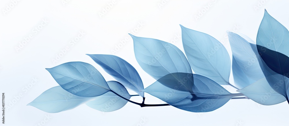 Poster blue leaves in natural color against a white backdrop with copy space image.