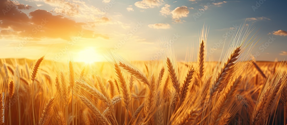 Poster a close-up view of a wheat field during sunset with a beautiful sky providing copy space image.