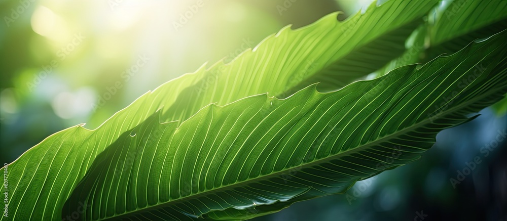 Poster close-up image of a vibrant green tropical leaf background with sunlight, showcasing selective focus