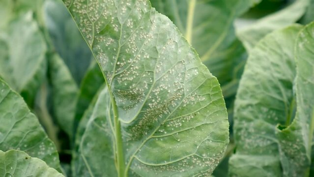 whitefly on cabbage leaves in the garden. Selective focus.