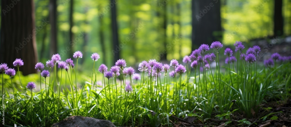 Poster chives growing in a woodland setting with copy space image.