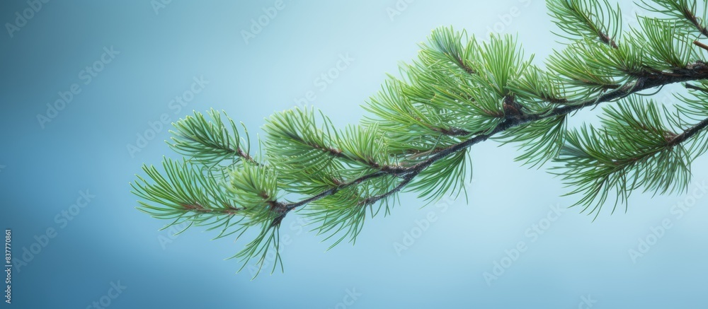 Poster Pine tree branch with copy space image.