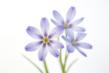 Delicate Blue Flowers on a White Background