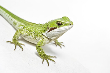 Fototapeta premium Green Lizard on White Background