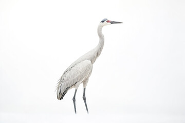 Obraz premium Grey Crane Standing on White Background