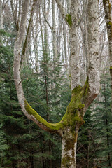 pine tree in the woods