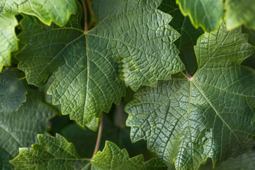 Intricate Veining of Grape Leaves, Harvest time, a stage in the wine-making process, les vendanges, grape harvesting, a seasonal job.