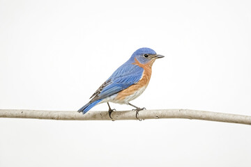 Bluebird Perched on a Branch