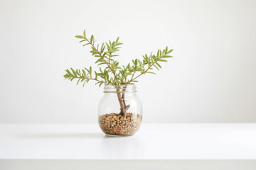 Minimalist Green Plant in Glass Jar on White Background