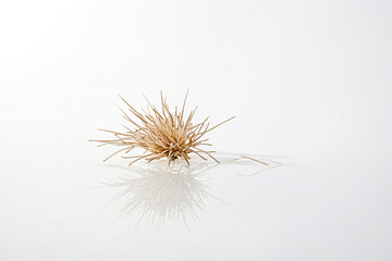 Fototapeta premium Single Dried Flower on White Background