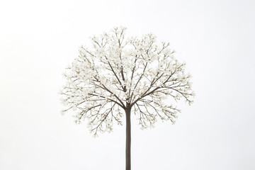 Obraz premium White Flowers Blooming on Tree Branch Against White Background
