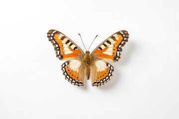 Obraz premium Orange and Black Butterfly with White Spots on White Background