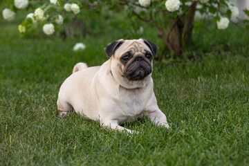 Obraz premium pug lie on the grass, caring for pets