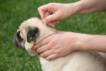 A man treats a dog against ticks and fleas. Drops from parasites for animals. Pug. Caring for pets, love, protecting a dog from fleas and ticks.