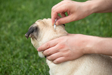 A man treats a dog against ticks and fleas. Drops from parasites for animals. Pug. Caring for pets,...