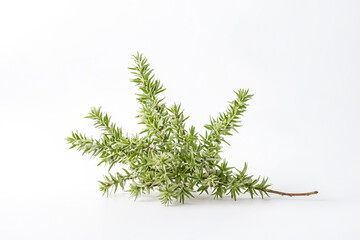 Green Variegated Plant Branch Isolated on White Background