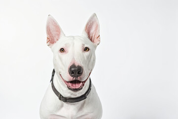 Obraz premium White Bull Terrier Dog Looking at Camera