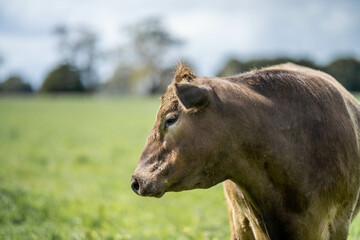 herd of cows eating grass in a field in Australia. South African holistic farm management storing carbon in soil. Growing beef and meat in spring