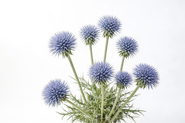 Obraz premium Purple Flower Bouquet on White Background