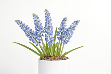 Fototapeta premium Close-up of a pot of blue hyacinths against a white background