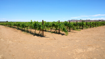 Vineyards in Namibia
